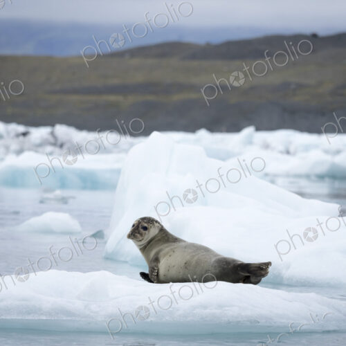 Glacial lake at the head of the Breidamerkurjokull glacier A seal resting on ice Glacial lake at the head of the Breidamerkurjokull glacier A seal resting on ice