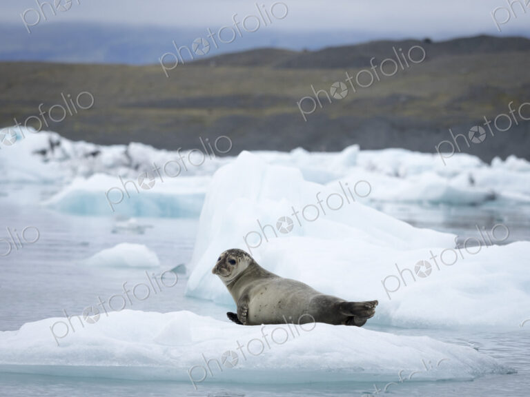 Glacial lake at the head of the Breidamerkurjokull glacier A seal resting on ice