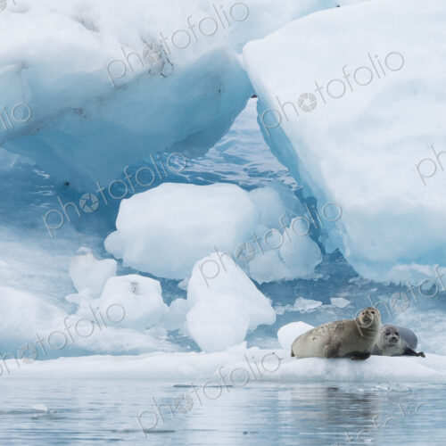 Glacial lake at the head of the Breidamerkurjokull glacier A seal resting on ice Glacial lake at the head of the Breidamerkurjokull glacier A seal resting on ice