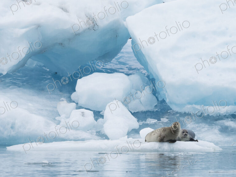 Glacial lake at the head of the Breidamerkurjokull glacier A seal resting on ice