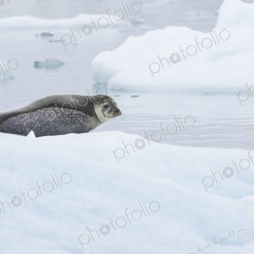 Glacial lake at the head of the Breidamerkurjokull glacier A seal resting on ice Glacial lake at the head of the Breidamerkurjokull glacier A seal resting on ice