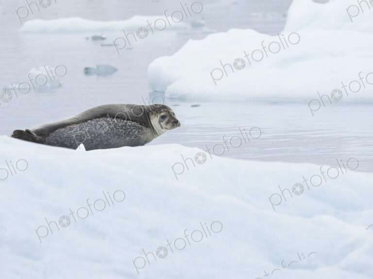 Glacial lake at the head of the Breidamerkurjokull glacier A seal resting on ice