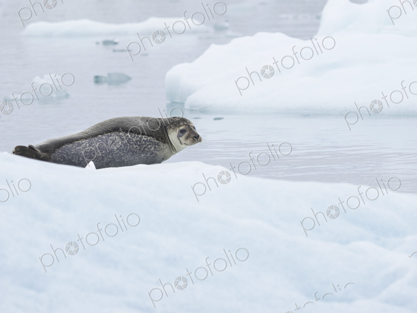 Glacial lake at the head of the Breidamerkurjokull glacier A seal resting on ice