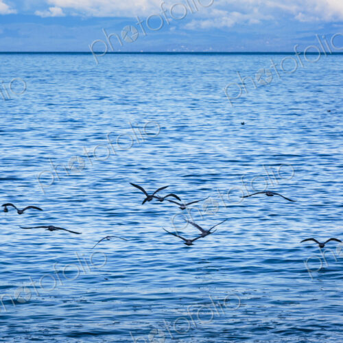 Glaucous gulls above the surf on the Strait of Juan de Fuca, Port Angeles, WA USA