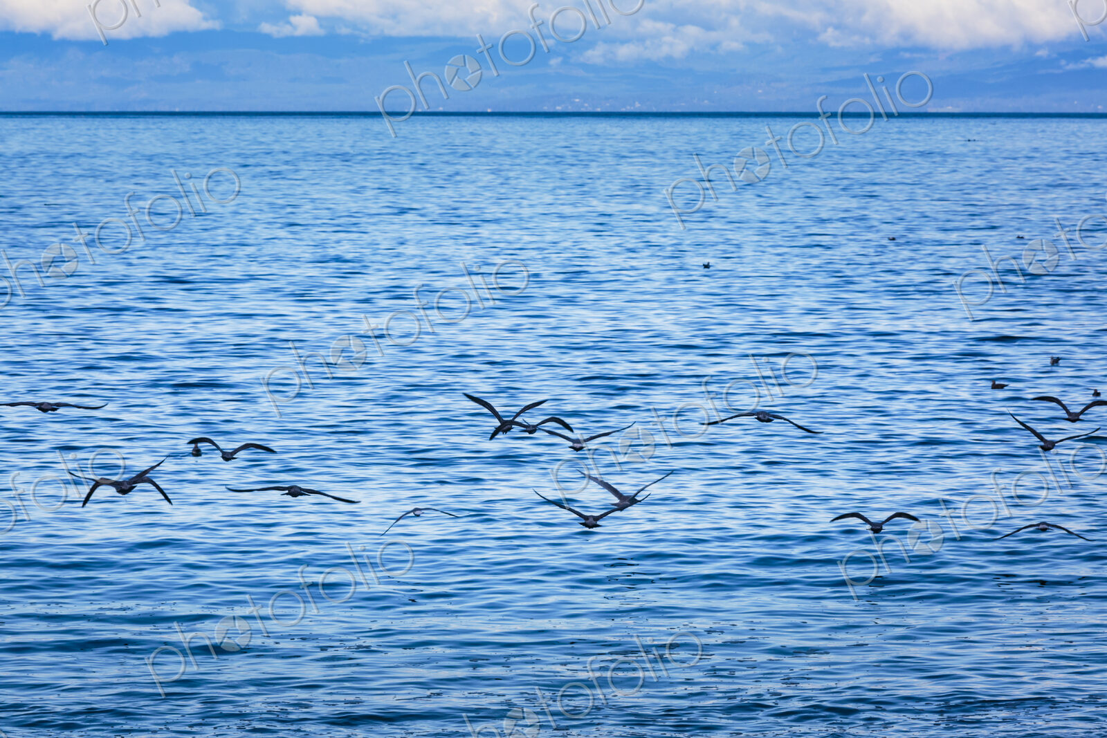Glaucous gulls above the surf on the Strait of Juan de Fuca, Port Angeles, WA USA