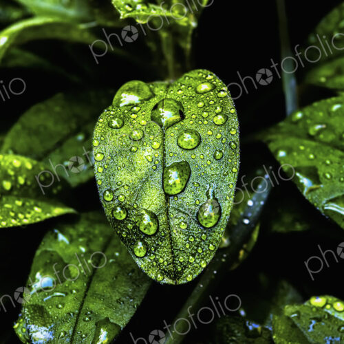 Glossy evergreen leaves with droplets of moisture at Half Moon Bay in California.
