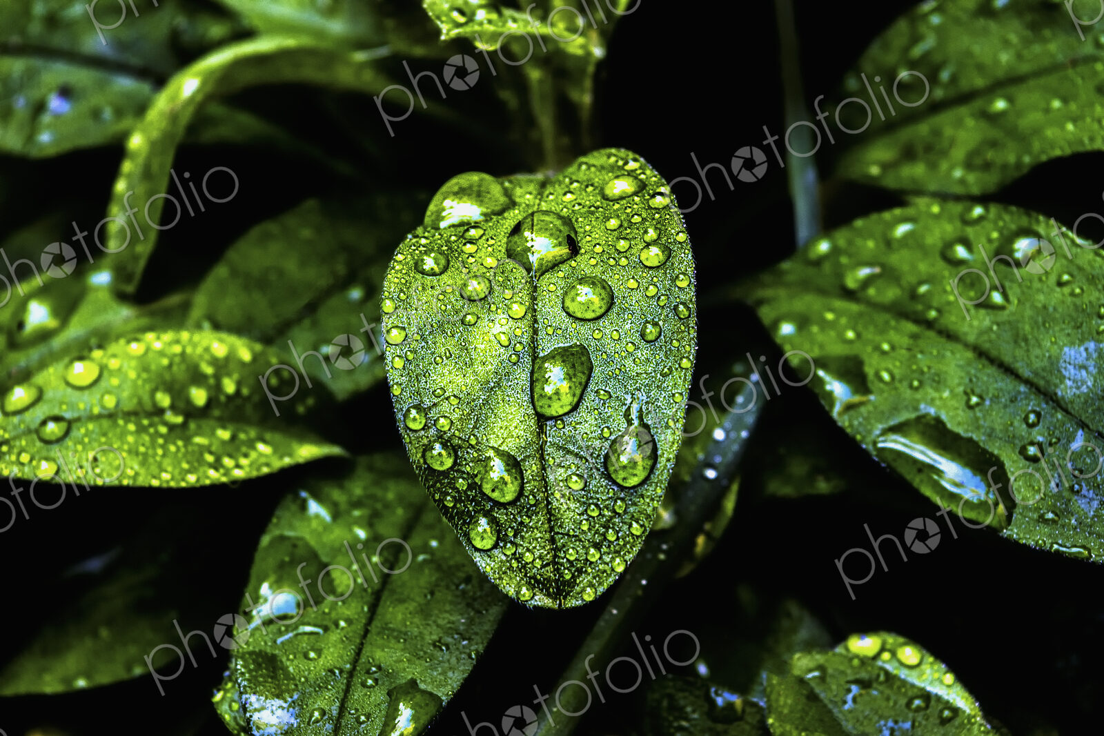 Glossy evergreen leaves with droplets of moisture at Half Moon Bay in California.