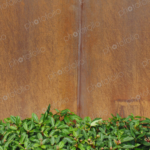 Glossy green leaves of Rhododendrons against a rusty, metal wall.