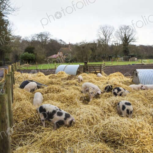 Gloucester Old Spot pigs in a pen with fresh straw and metal pigsties.