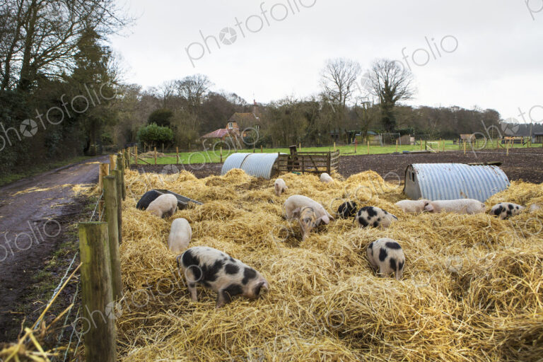 Gloucester Old Spot pigs in a pen with fresh straw and metal pigsties.