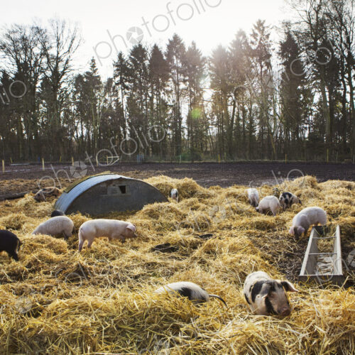 Gloucester Old Spot pigs in an open field pen with fresh straw and metal pig arks shelter.
