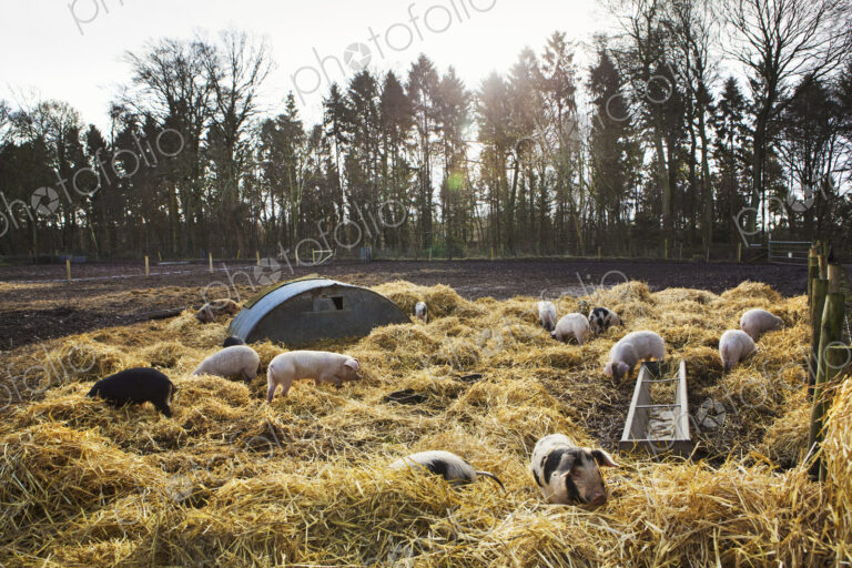 Gloucester Old Spot pigs in an open field pen with fresh straw and metal pig arks shelter.