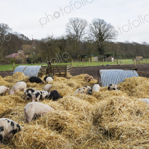 Gloucester Old Spot pigs in an open outdoors penwith fresh straw and metal pig arks,…