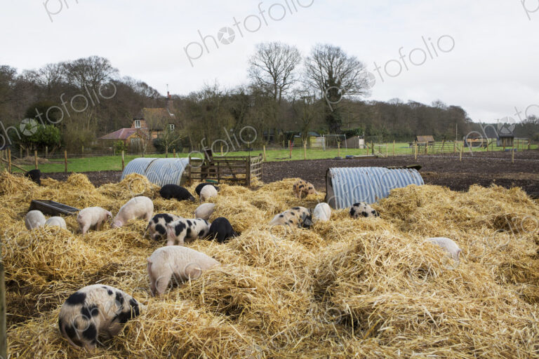 Gloucester Old Spot pigs in an open outdoors penwith fresh straw and metal pig arks,…