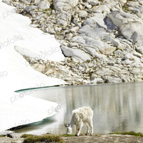 Goat grazing at still lake and remote hillside Goat grazing at still lake and remote hillside