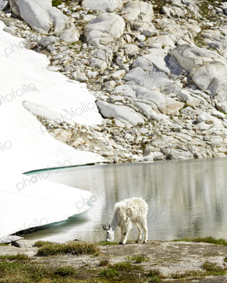 Goat grazing at still lake and remote hillside
