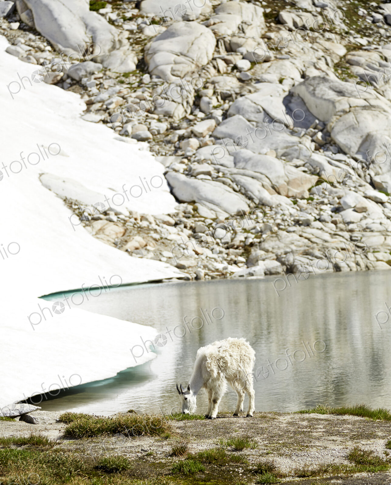 Goat grazing at still lake and remote hillside