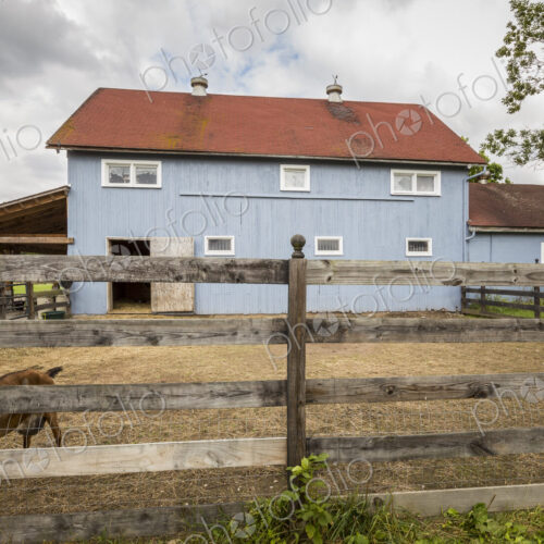 Goat in pen on farm Goat in pen on farm