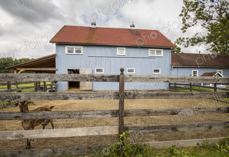 Goat in pen on farm