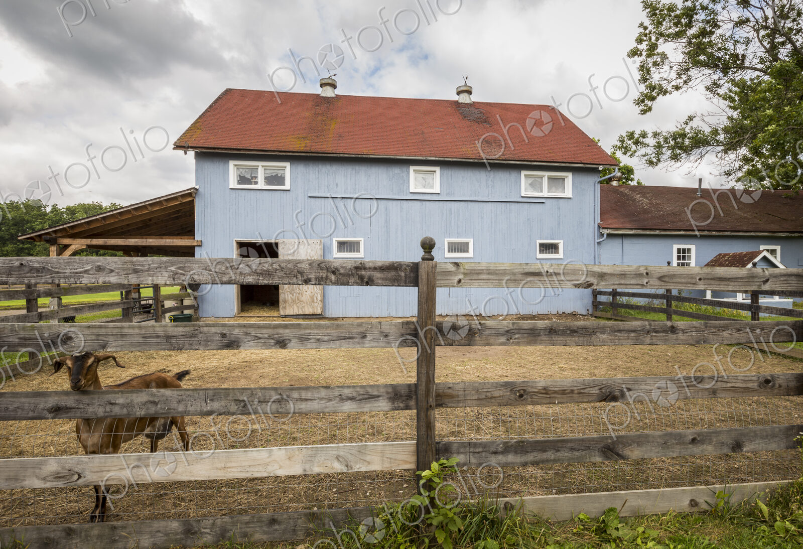 Goat in pen on farm