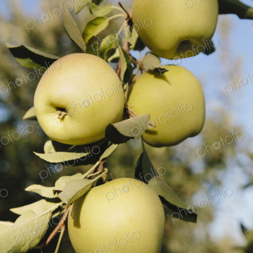 Golden Delicious apples on tree