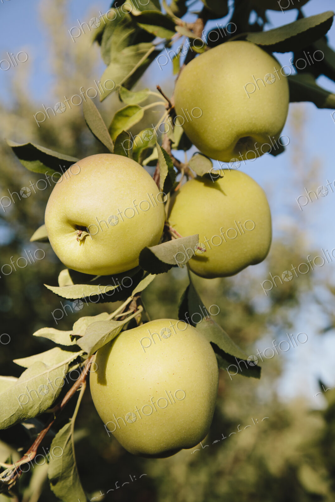 Golden Delicious apples on tree