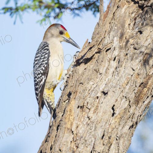 Golden-Fronted Woodpecker Foraging in a Tree Trunk