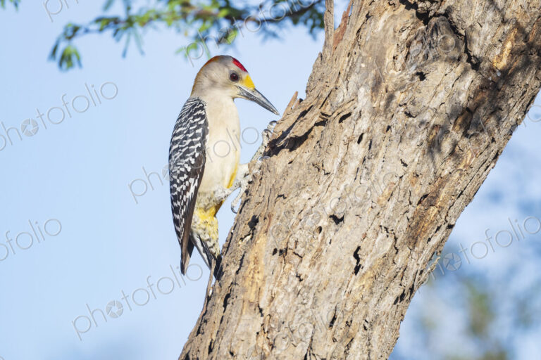 Golden-Fronted Woodpecker Foraging in a Tree Trunk