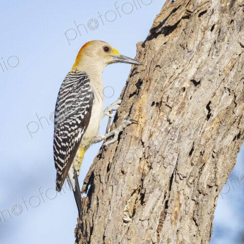 Golden-Fronted Woodpecker Foraging in a Tree Trunk