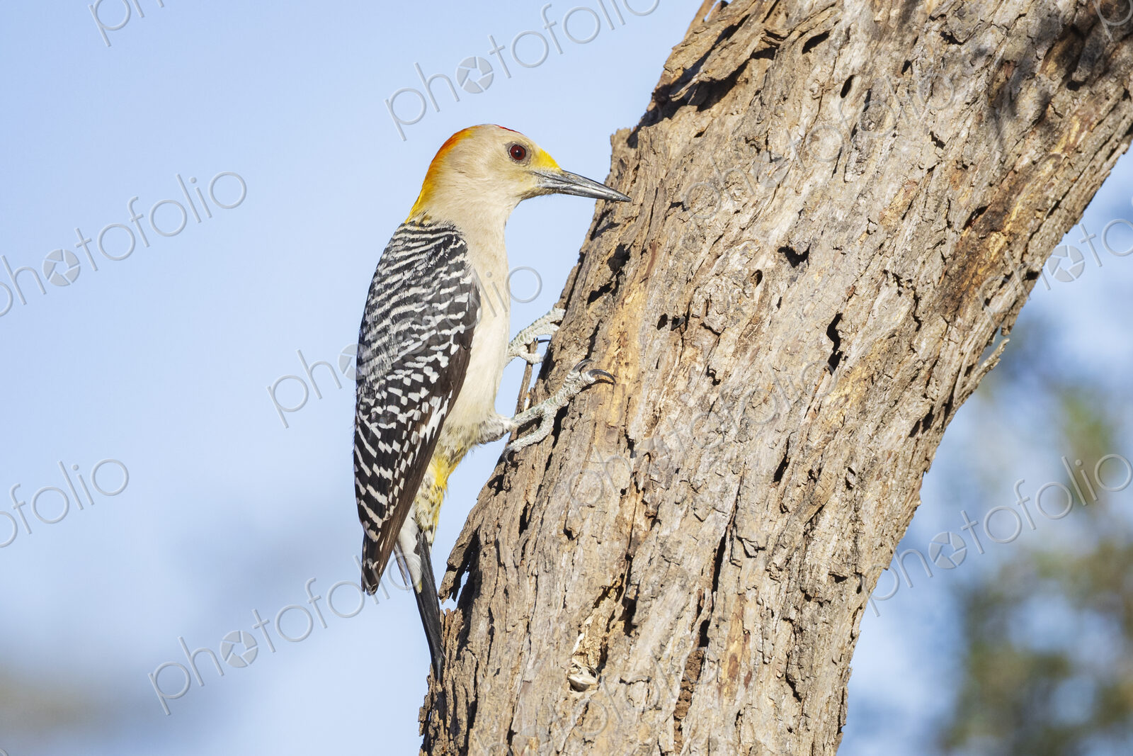 Golden-Fronted Woodpecker Foraging in a Tree Trunk