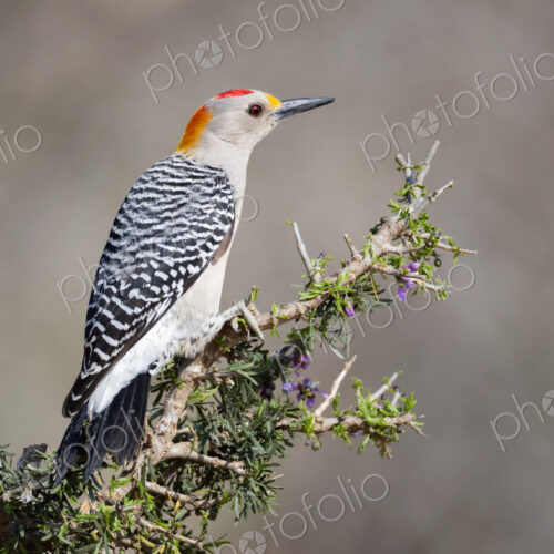 Golden-Fronted Woodpecker on a Huisache Bush Golden-Fronted Woodpecker on a Huisache Bush
