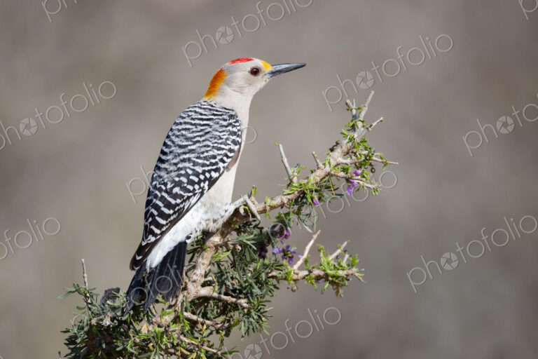 Golden-Fronted Woodpecker on a Huisache Bush