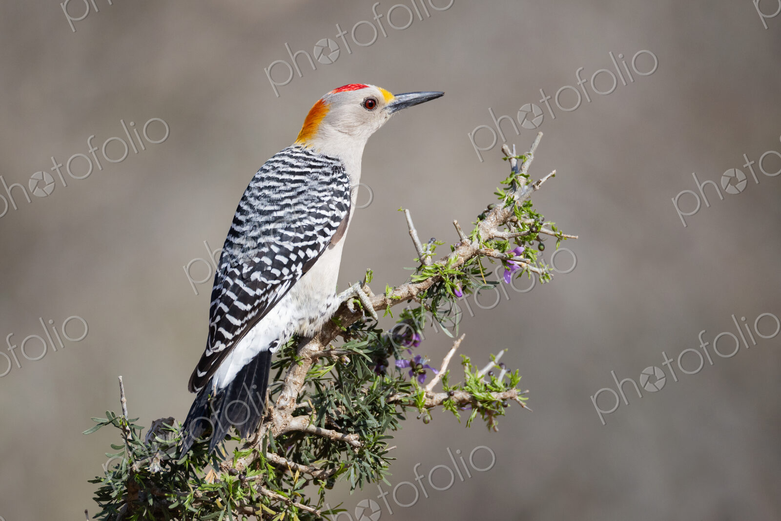 Golden-Fronted Woodpecker on a Huisache Bush
