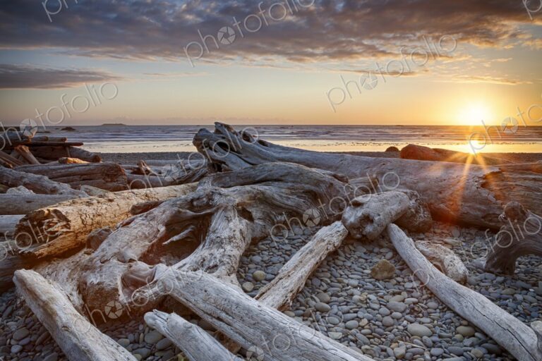 Golden sunset over driftwood-strewn Ruby Beach, Olympic Peninsula, Washington, with…