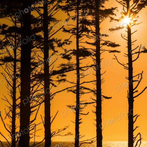Golden sunset over the Pacific Ocean viewed through tall coastal trees at Ruby Beach,… Golden sunset over the Pacific Ocean viewed through tall coastal trees at Ruby Beach,…