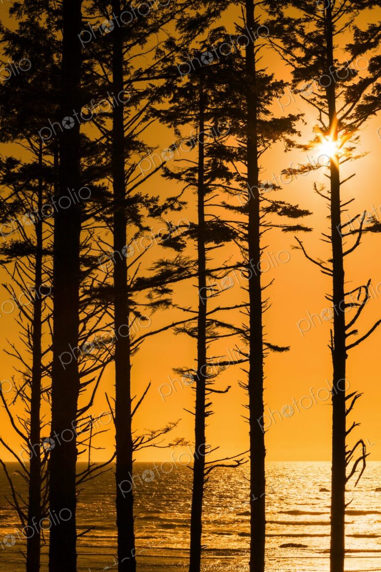 Golden sunset over the Pacific Ocean viewed through tall coastal trees at Ruby Beach,…
