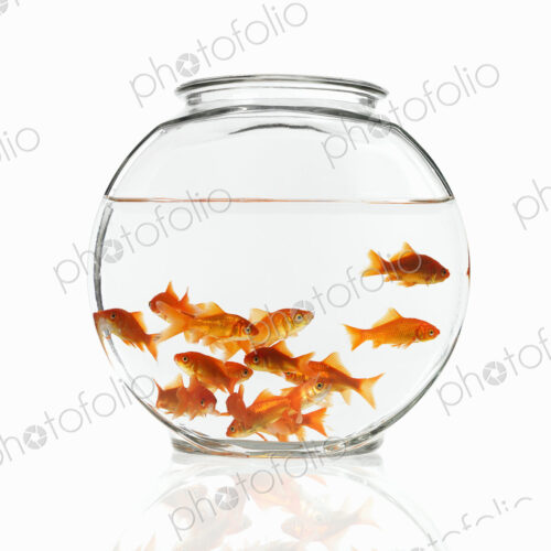 Goldfish swimming in a glass bowl. Goldfish swimming in a glass bowl.