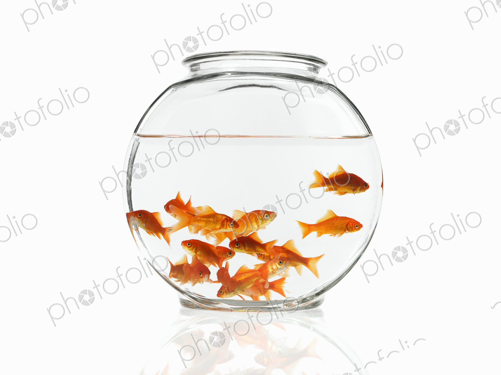 Goldfish swimming in a glass bowl.