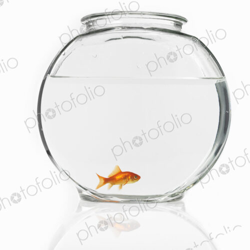 Goldfish swimming in a glass bowl. Goldfish swimming in a glass bowl.