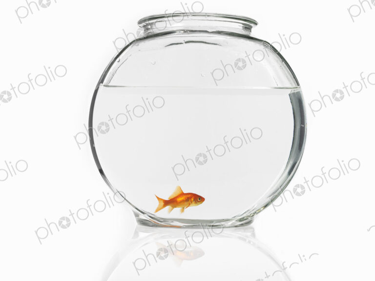 Goldfish swimming in a glass bowl.