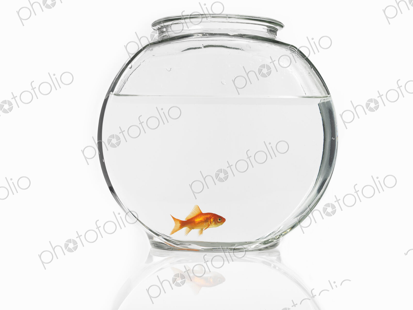 Goldfish swimming in a glass bowl.