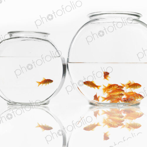 Goldfish swimming in a glass bowl, a single one in one bowl and a shoal in a bigger bowl. Goldfish swimming in a glass bowl, a single one in one bowl and a shoal in a bigger bowl.
