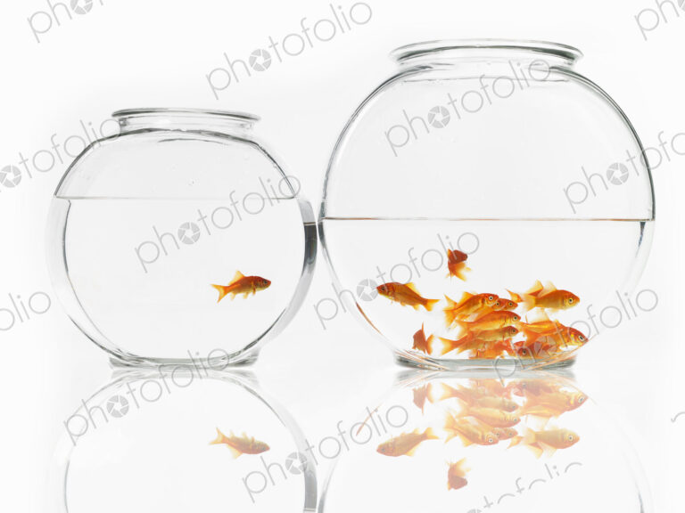 Goldfish swimming in a glass bowl, a single one in one bowl and a shoal in a bigger bowl.