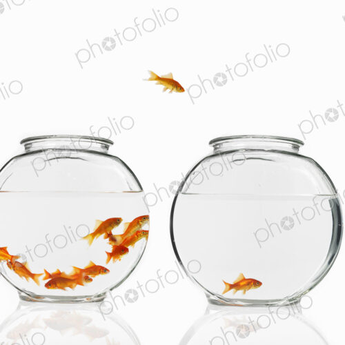 Goldfish swimming in a glass bowl, one escaping to another bowl. Goldfish swimming in a glass bowl, one escaping to another bowl.