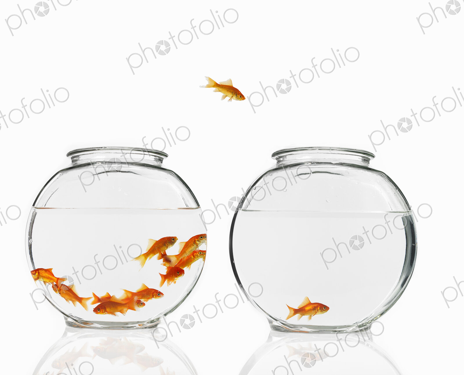 Goldfish swimming in a glass bowl, one escaping to another bowl.