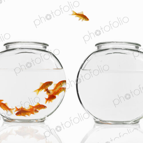Goldfish swimming in a glass bowl, one escaping to another bowl. Goldfish swimming in a glass bowl, one escaping to another bowl.
