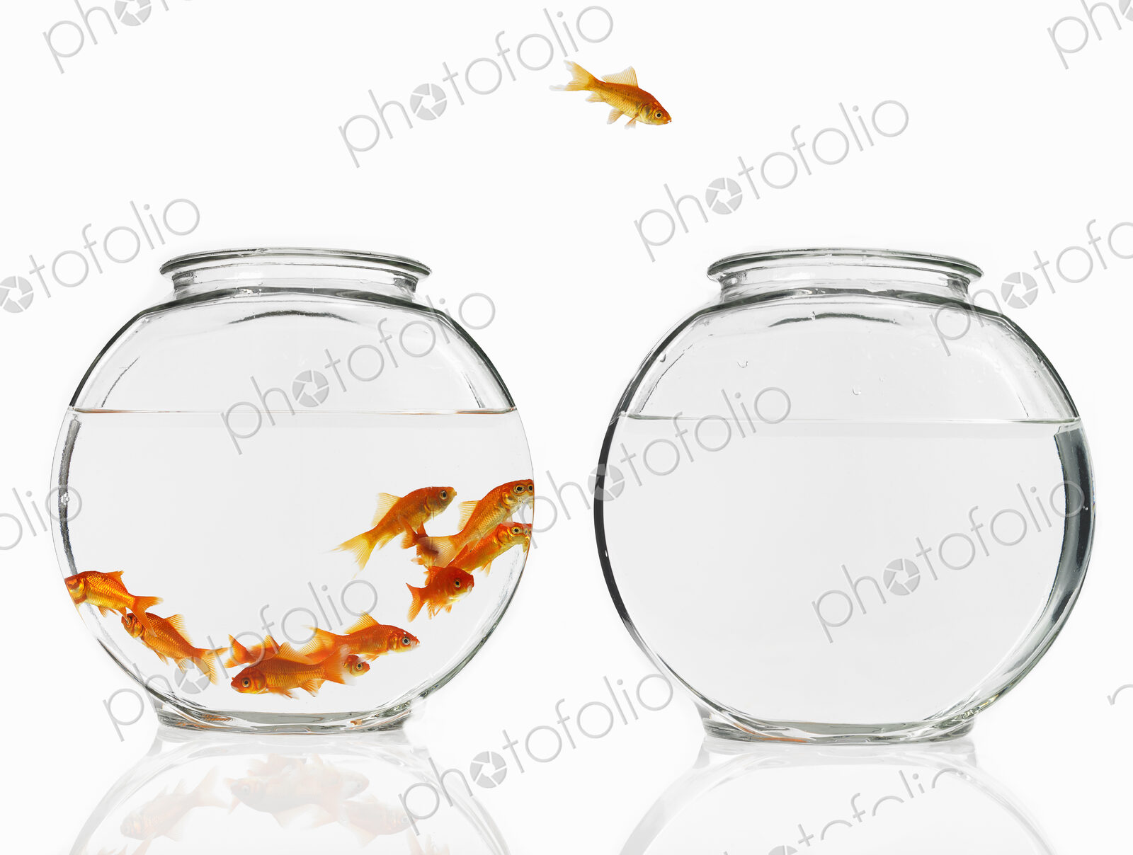 Goldfish swimming in a glass bowl, one escaping to another bowl.