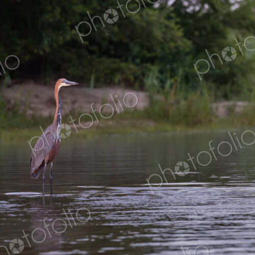Goliath Heron, Ardea goliath, Adult. Large heron wading in shallow water with a dark,… Goliath Heron, Ardea goliath, Adult. Large heron wading in shallow water with a dark,…