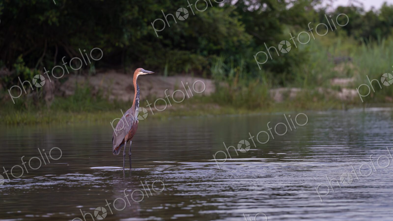 Goliath Heron, Ardea goliath, Adult. Large heron wading in shallow water with a dark,…