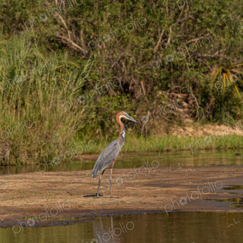 Goliath Heron, Ardea goliath, large heron standing in shallow water. Goliath Heron, Ardea goliath, large heron standing in shallow water.